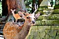 Sika deer in Nara 05