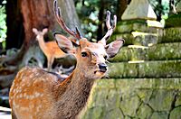 Sika deer in Nara 05