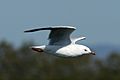 Silver Gull in flight