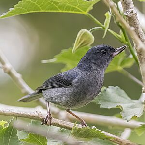 Slaty flowerpiercer (Diglossa plumbea) male.jpg