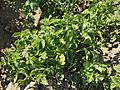 Solanum tuberosum Berlichingen.jpg