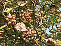 Sorbus devoniensis fruit