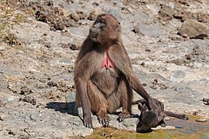 Southern gelada (Theropithecus gelada obscura) female with baby.jpg