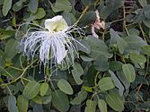 Photo of a whitish flower among leaves