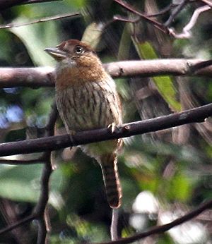 StriolatedPuffbird