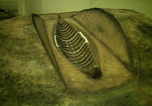 Sutton Hoo ship-burial model