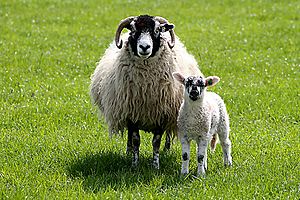 Swaledale mother and lamb