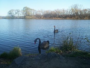 Swans on molonglo river.jpg