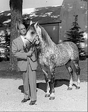 Tempel Smith and Lipizzan stallion 1958