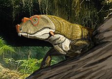 Tetraceratopsinsignis1DB