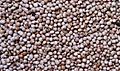 Texture des graine du pois d'Angole au Bénin