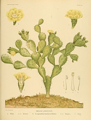 The Cactaceae (Plate XIX) (6025951379)