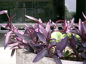 Tradescantia pallida Purpurea1.jpg