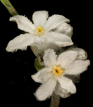 Tribonanthes australis - Flickr - Kevin Thiele (1).jpg