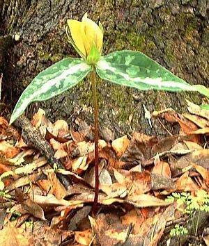 TrilliumDecipiensJcksnCoFL
