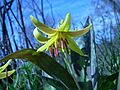 Trout lily (Whitefish I) 3