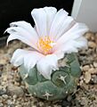 Turbinicarpus lophophoroides