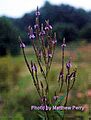 Verbena hastata