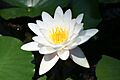 Water lily 1