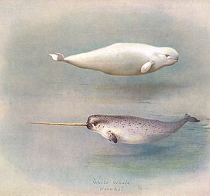 White Whale Narwhal 150