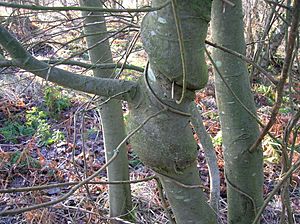 Willow species with Honeysuckle woodbine