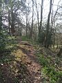 Wychbury Ring - Southern Rampart