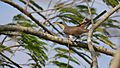 Yellow-billed Cuckoo Coccyzus americanus 02