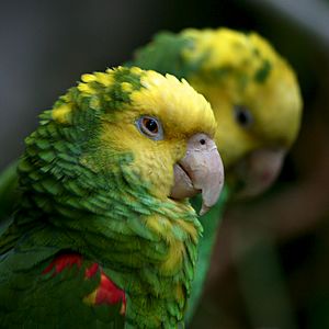 Yellow-headed Amazon parrot (6968342301)