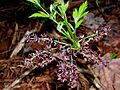 Yellowroot- Xanthorhiza simplicissima