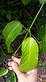 Young Faradaya splendida vine with a pair of leaves