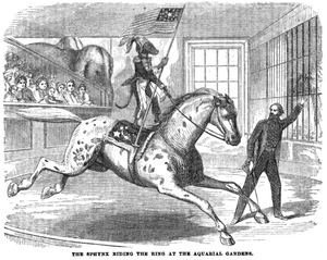 1862 sphinx Aquarial and ZoologicalGardens Boston Ballous 2