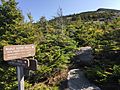 2017-09-11 10 27 43 View east along the Maple Ridge Trail at the junction with the Frost Trail on the western slopes of Mount Mansfield within Mount Mansfield State Forest in Underhill, Chittenden County, Vermont