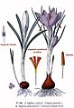 328 Crocus sativus L., C. vernus Wulf