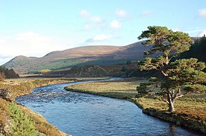 A Scots pine by the River Feshie - geograph.org.uk - 1564581