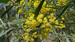 Acacia neriifolia flowers.jpg