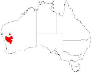 Acacia umbraculiformisDistMap924.png