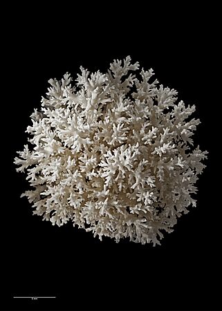 Acropora sp. (AM MA143267-5)