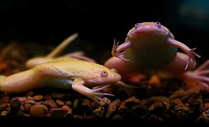 African clawed frogs; Xenopus laevis