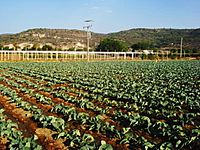 Agricultura Michoacán