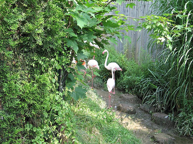 Akron Zoo Flamingos