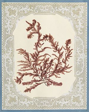 Algae or seaweed specimen, pasted on colored construction paper, framed by paper lace doilies. The algae have been arranged into designs and scenes, 1848
