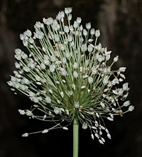 Allium-polyanthum-inflo