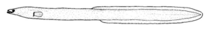 Anguilla australis (Short-finned eel)