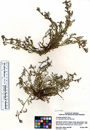 Astragalus lemmonii (5947688502).jpg