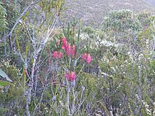 Beaufortia decussata (habit)