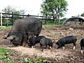 Berkshire pigs - geograph.org.uk - 578139