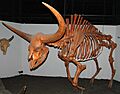 Bison latifrons fossil buffalo