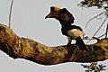 Blackwhitecasquedhornbill1