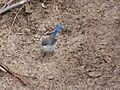Blue wren gnangarra
