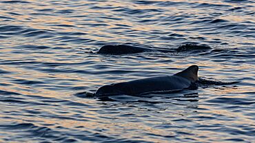 Bottlenose Dolphins, Amity Point, Stradbroke Island, 2021.jpg